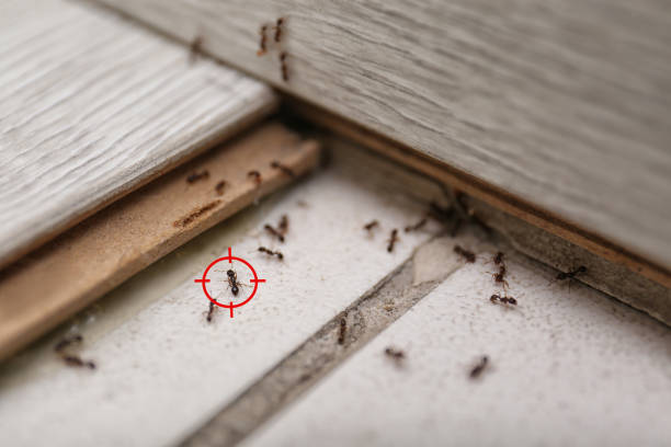 Best Emergency Pest Control  in Stroville, CA